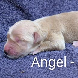 Girl 5 - female Golden Retriever puppy in Pamplin, Virginia from Hope & Joy Acres