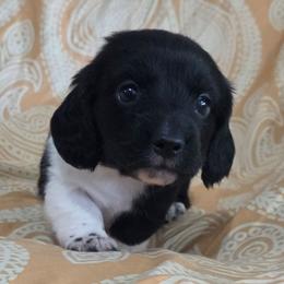 Oreo - Piebald male Dachshund puppy in Cowen, West Virginia from Bennett Babies