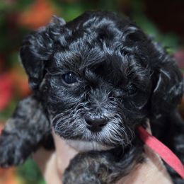Simóne - Black and white female Cavapoo puppy in Vernon, Texas from Sugarland's Texas Goldendoodles
