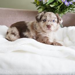 Artic - Red merle female Australian Shepherd puppy in Kokomo, Indiana from North Central Aussies