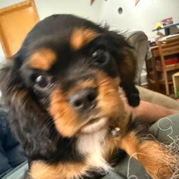 Rolo - Black and tan male Cavalier King Charles Spaniel puppy in Kirksville, Missouri from Royal Country Cavaliers of Missouri