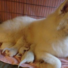 Samoyed and Shiba Inu Puppies from Wintermist Samoyeds