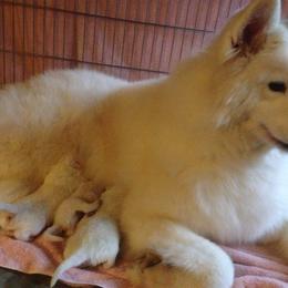 Samoyed and Shiba Inu Puppies from Wintermist Samoyeds