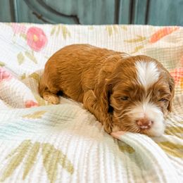 Koda - Red Cockapoo puppy in Beresford, South Dakota from DAKOTA DOOD RANCH