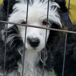Swayzee - Black and white male Chinese Crested puppy in Hernando, Florida from BryMar Chinese Cresteds