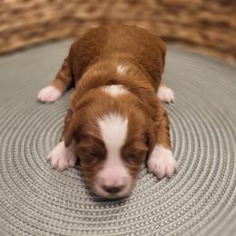 K- Purple Girl - Red  female Goldendoodle puppy in Lewisville, Texas from Texas Goldendoodle Lovers