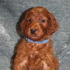 Irish Doodle Puppies from Morningside Doodles