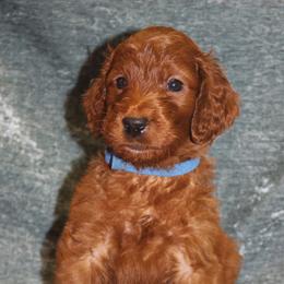 Irish Doodle Puppies from Morningside Doodles