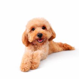 Roo - Goldendoodle