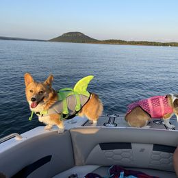 Pembroke Welsh Corgi Puppies from Kilgore’s Puppies of Greers Ferry Lake