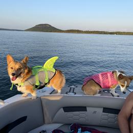 Pembroke Welsh Corgi Puppies from Kilgore’s Puppies of Greers Ferry Lake