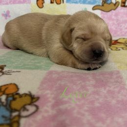 Lexie - Yellow female Labrador Retriever puppy in Alcester, South Dakota from Theresa Rhodes