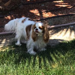Cavalier King Charles Spaniel All Grown Up from Elizabeth Kessinger