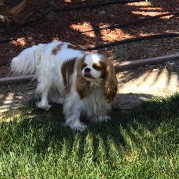 Cavalier King Charles Spaniel All Grown Up from Elizabeth Kessinger
