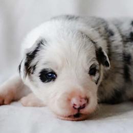Foxglove - Blue merle male Border Collie puppy in Opelousas, Louisiana from Zahara Border Collies