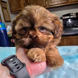 Boy 2 - Liver male Shih Tzu puppy in Belleville, Michigan from Patricia's Heavenly Earth Angels