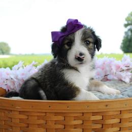 Sunny - Sable female Bordoodle puppy in Ashland, Ohio from Cherry Blossom Doodles