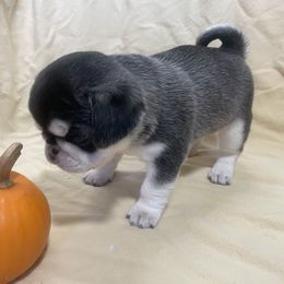 Dear Darla - White Pug puppy in Chehalis, Washington from Gatekeeper Pugs