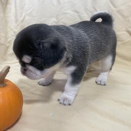 Dear Darla - White Pug puppy in Chehalis, Washington from Gatekeeper Pugs