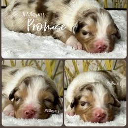 8 Promise - Red merle female Australian Shepherd puppy in Huntington, Texas from JKKJ Farms, LLC