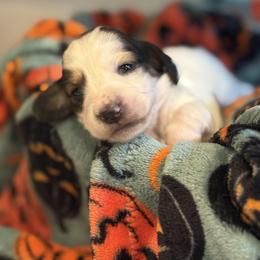 Amelia - Piebald female Dachshund puppy in Vancouver, Washington from Cascade Minis