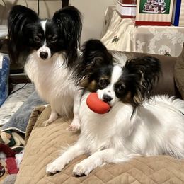 Papillons from Barque