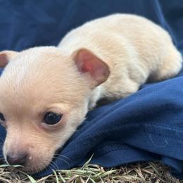 Flint - Cream male Chihuahua puppy in Scranton, South Carolina from The Magnolia Pawlor, LLC