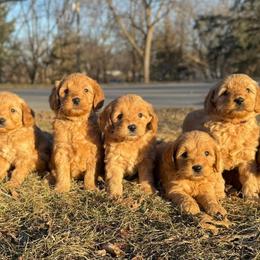 Cavalier King Charles Spaniels, Cavapoos, Goldendoodles, and Poodles from Harvest Creek