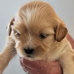 Flash - Golden male Lhasa Apso puppy in Fort Worth, Texas from Cynthia's Lhasa Apsos