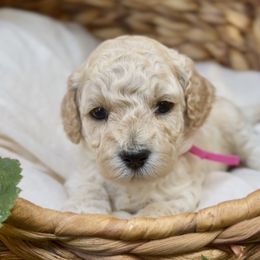 Goldie - Cream female Cavapoo puppy in Arlington, Texas from Van Haselen Poodles and Doodles