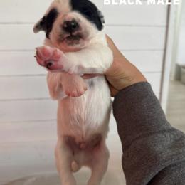 Finger Nail - White and black male Dalmatian puppy in Stanchfield, Minnesota from Darling Dalmatians