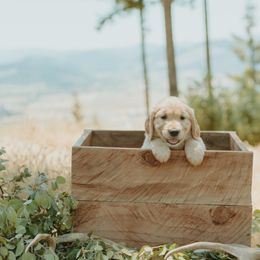 Golden Retriever Puppies from Elevation Retrievers