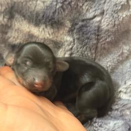 CKC boy 1 - Black and tan male Dachshund puppy in Chittenango, New York from Diamond Dachshunds