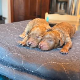 Molly - Apricot female Labradoodle puppy in Constableville, New York from Zehr’s Labradoodles & Bernedoodles
