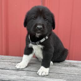 Boy 3 Ranger - Black male Anatolian Pyrenees puppy in Clifton, Illinois from Mcginnis Guardian Dogs