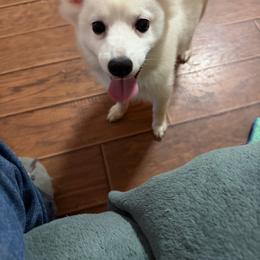 Sophia's males - White male American Eskimo Dog puppy in Port Clinton, Pennsylvania from Angelfrost American Eskimo puppies