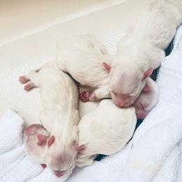 Boy  K 1 - White male Maltipoo puppy in Las Vegas, Nevada from Maltipoo_vegas