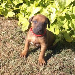 Ricky - Rd whtn blk nose male Rhodesian Ridgeback puppy in Carney, Oklahoma from River Run Parson Russell terriers & River Run Ridgebacks