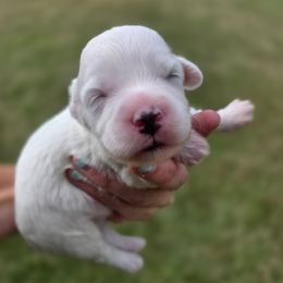 Polar - male Cavapoochon puppy in Bullard, Texas from Cavapoochon Central LLC