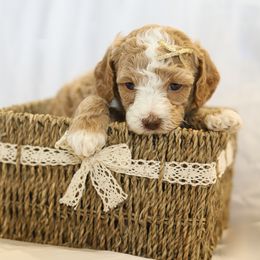 Poodle Puppies from Pugsley Poodles