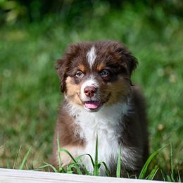 Male 1 - Red tri-color male Australian Shepherd puppy in Rochester, Massachusetts from Clover Creek Aussies