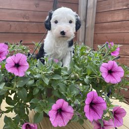 Sheepadoodle Puppies from Sunflower Family Farms