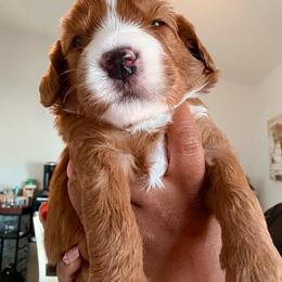 Oakley - Red male Bernedoodle puppy in Glendale, Arizona from CocoLove Doodles