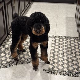 Ruger - Poodle