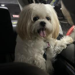 Pnina - Shih Tzu
