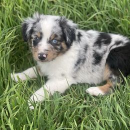 Miniature Australian Shepherd Puppies from Little Sooner Aussies