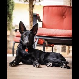 German Shepherd All Grown Up from Blue Phoenix Shepherds