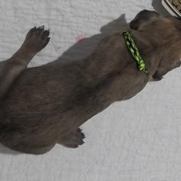 Great Dane Puppies from Tidal Wave Danes