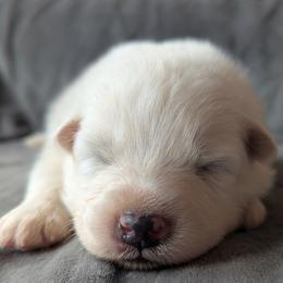 AKC Boy 'Mochi' - White male Samoyed puppy in Tombstone, Arizona from High Lonesome