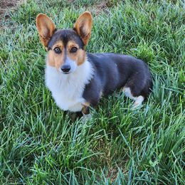 American Corgi puppies from Wigglebutts Ranch Corgis